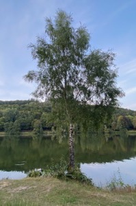 Ein Baum am See, gespiegelt im ruhigen Wasser.